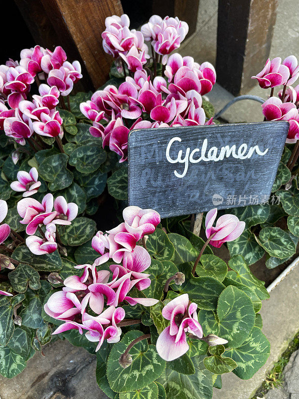 花园中心展示的盆栽常青藤仙客来(cyclamen hederifolium)的特写图片，亮粉色的花朵与绿色的心形叶子，黑色石板标签上用粉笔写的名字，重点在前景